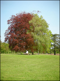 gardens2.png