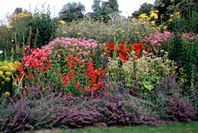flowers.png